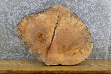 Live Edge Ash Rustic Round Cut DIY Charcuterie Board/Slab 7421